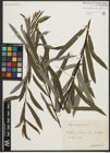Foto von Salix purpurea L.